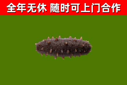 石阡县烟酒回收干海参.jpg
